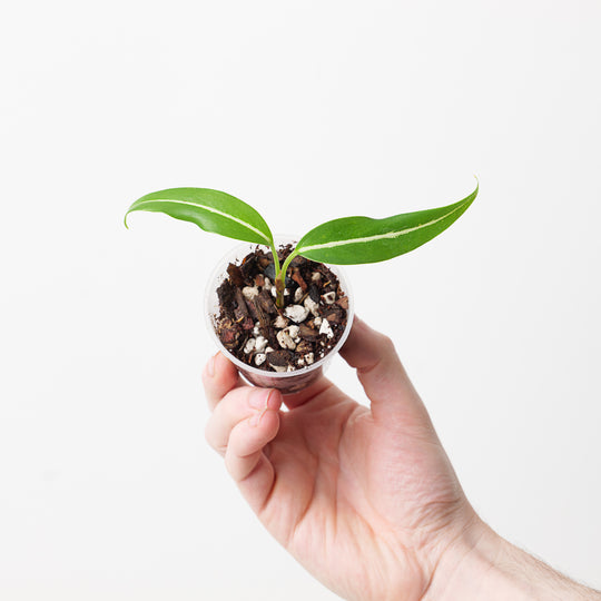 Aglaonema vittatum 'Pinwheel' Plants GrowTropicals