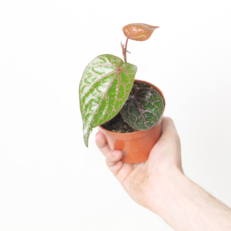 Piper crocatum — 9cm