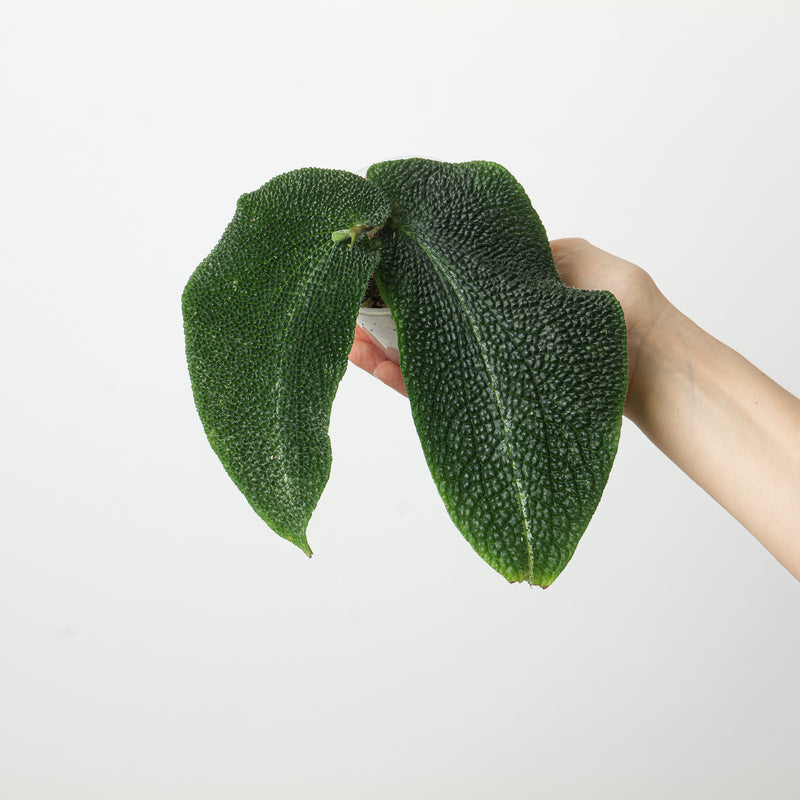 Piper sp. Ecuador 6cm Plants GrowTropicals