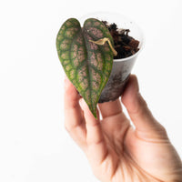 Piper argyrites 'Pink Select Form'