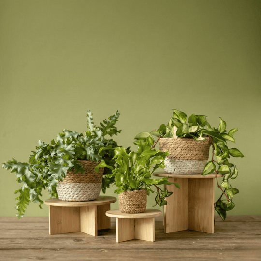 FSC® Certified Bamboo Plant Stands – Minimalist Wooden Plant Risers Pots & Planters Fallen Fruits Ltd