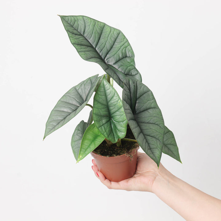 Alocasia 'Platinum' - GROW TROPICALS