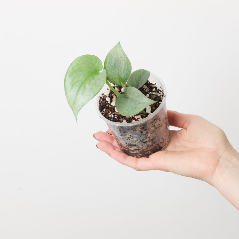 Scindapsus 'Platinum' — 9cm