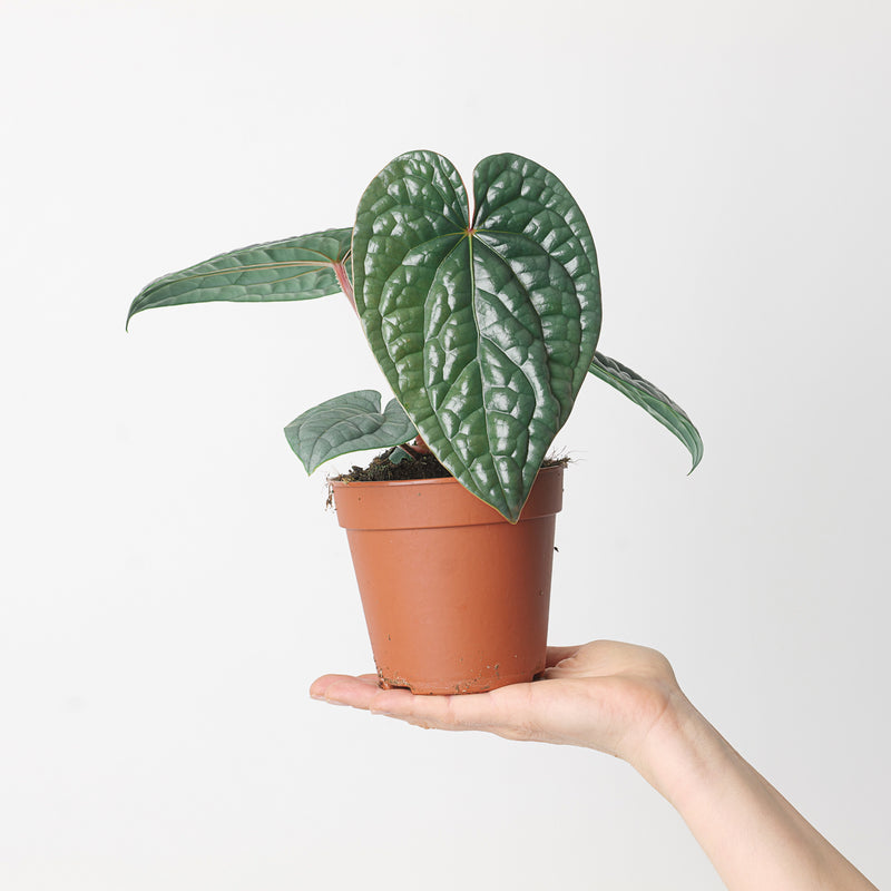 Anthurium luxurians 'Platinum' 12cm Plants GrowTropicals