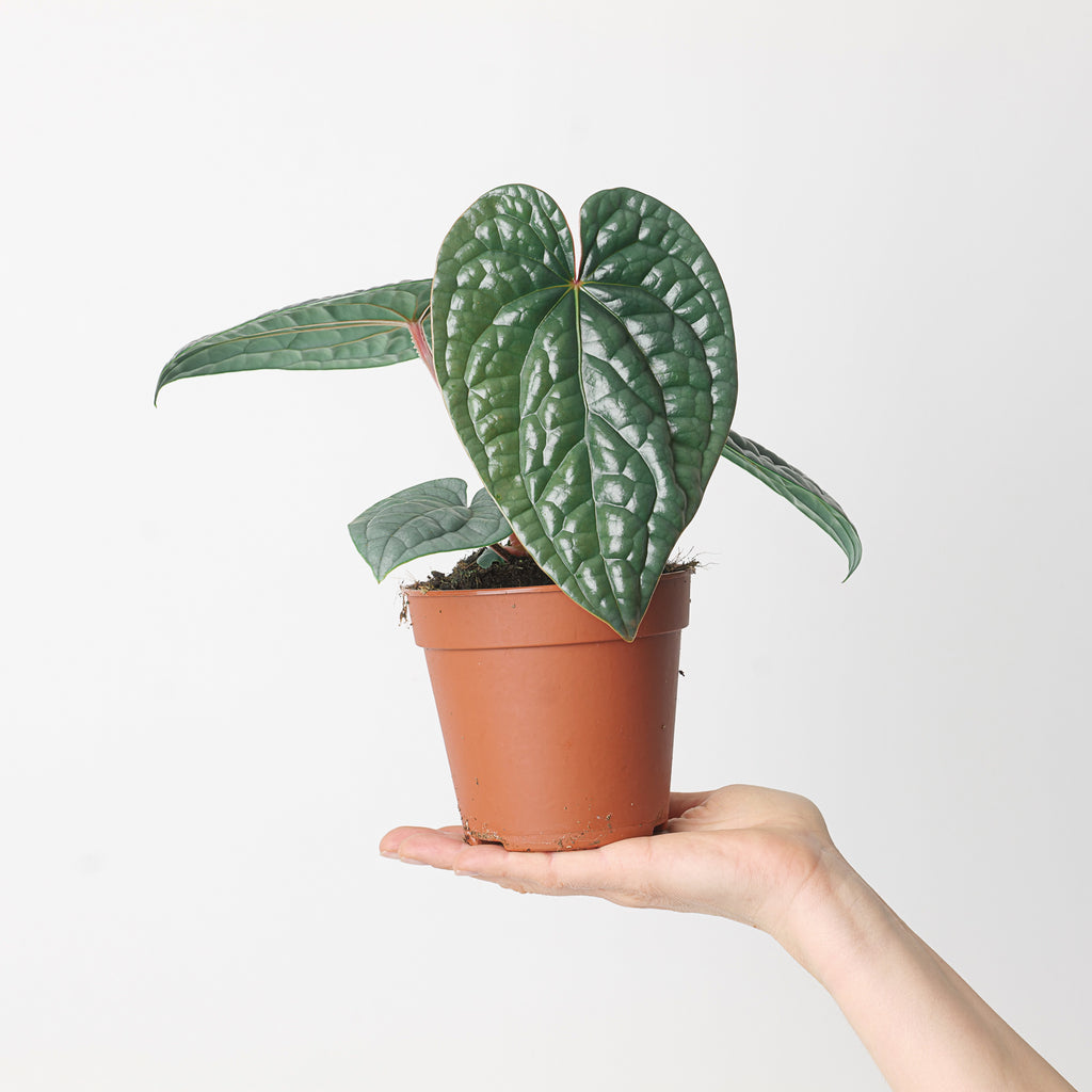 Anthurium luxurians 'Platinum' | Plants | GrowTropicals.com