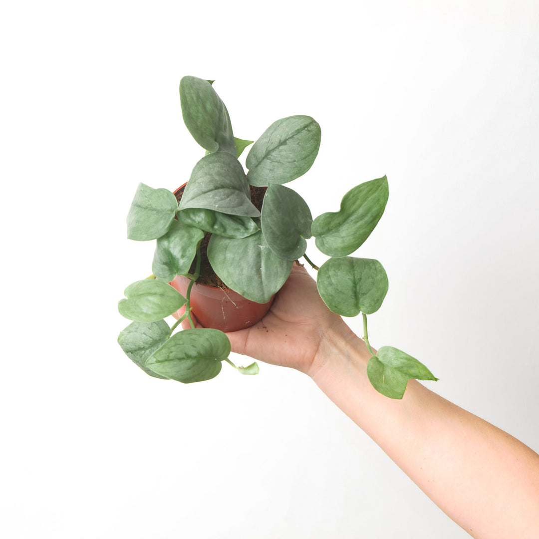 Scindapsus 'Platinum' 12cm Plants GrowTropicals