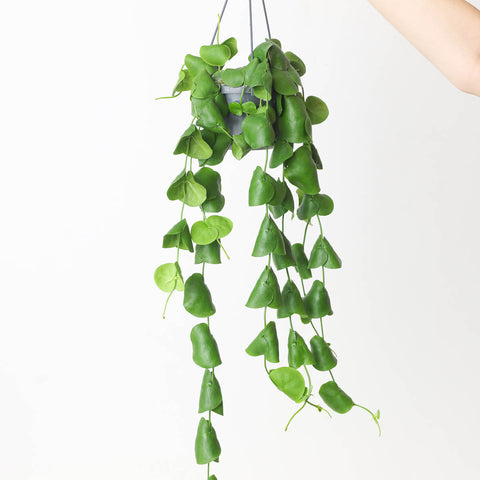 Dischidia platyphylla 14cm Hanging Plants GrowTropicals