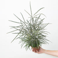 Plerandra elegantissima