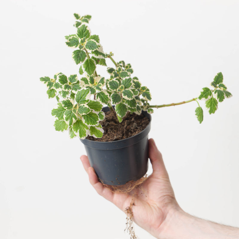Plectranthus coleoides Variegated Plants GrowTropicals