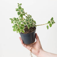 Plectranthus coleoides Variegated