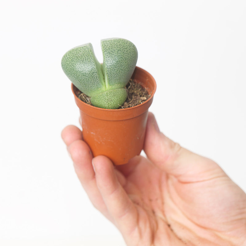 Pleiospilos nelii — 6cm