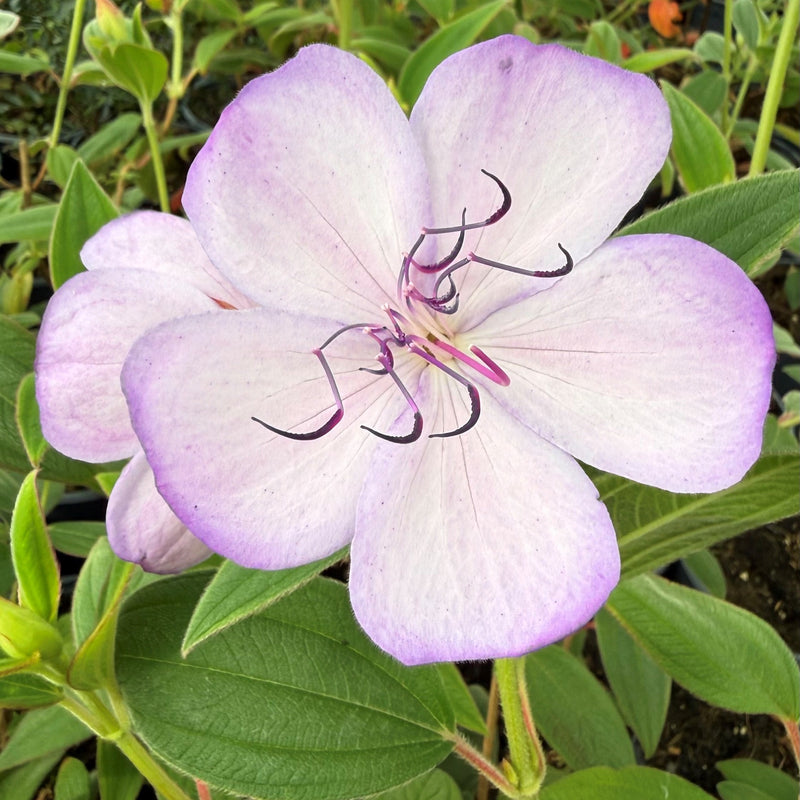 Pleroma foveolatum 'Blue Moon' Plants - Outdoor GROW TROPICALS