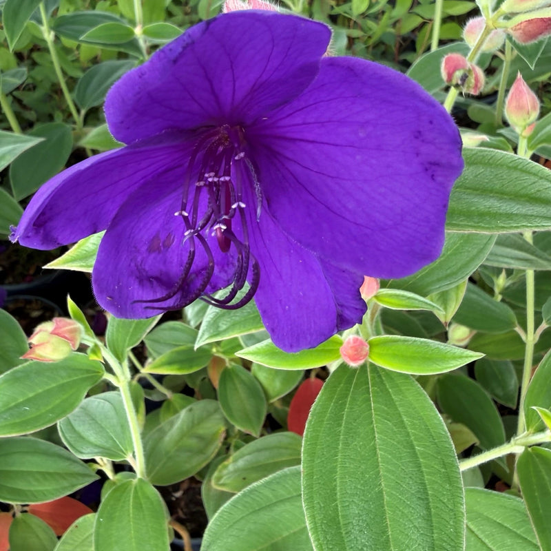 Pleroma foveolatum 'Purple Moon' Plants - Outdoor GROW TROPICALS