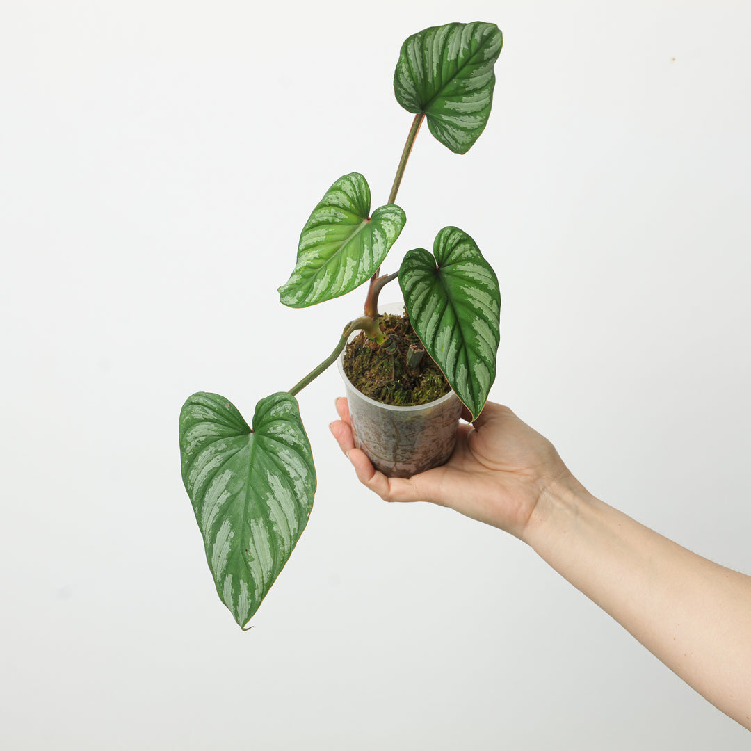 Philodendron plowmanii 'Pink Wings' - GROW TROPICALS