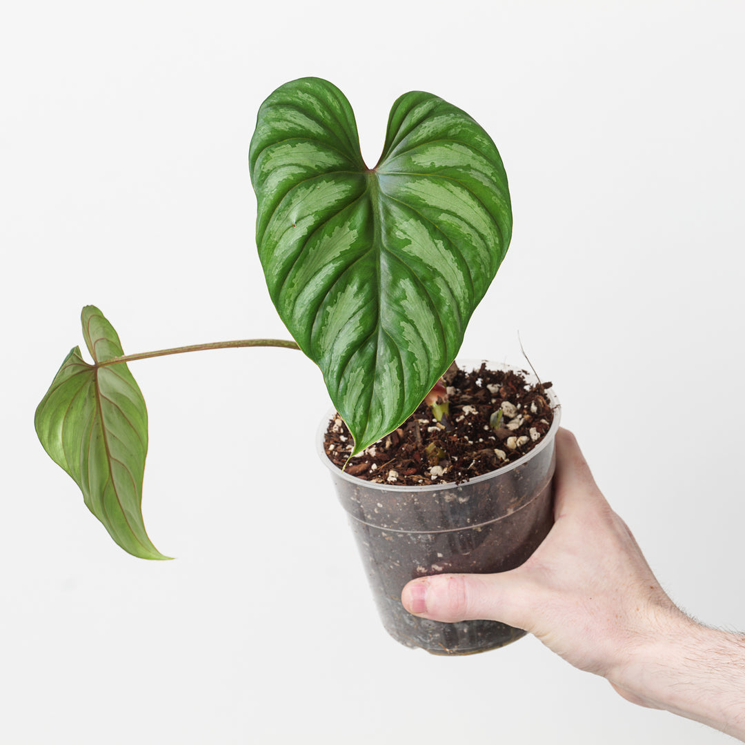 philodendron plowmanii uk Philodendron plowmanii 'Silver'