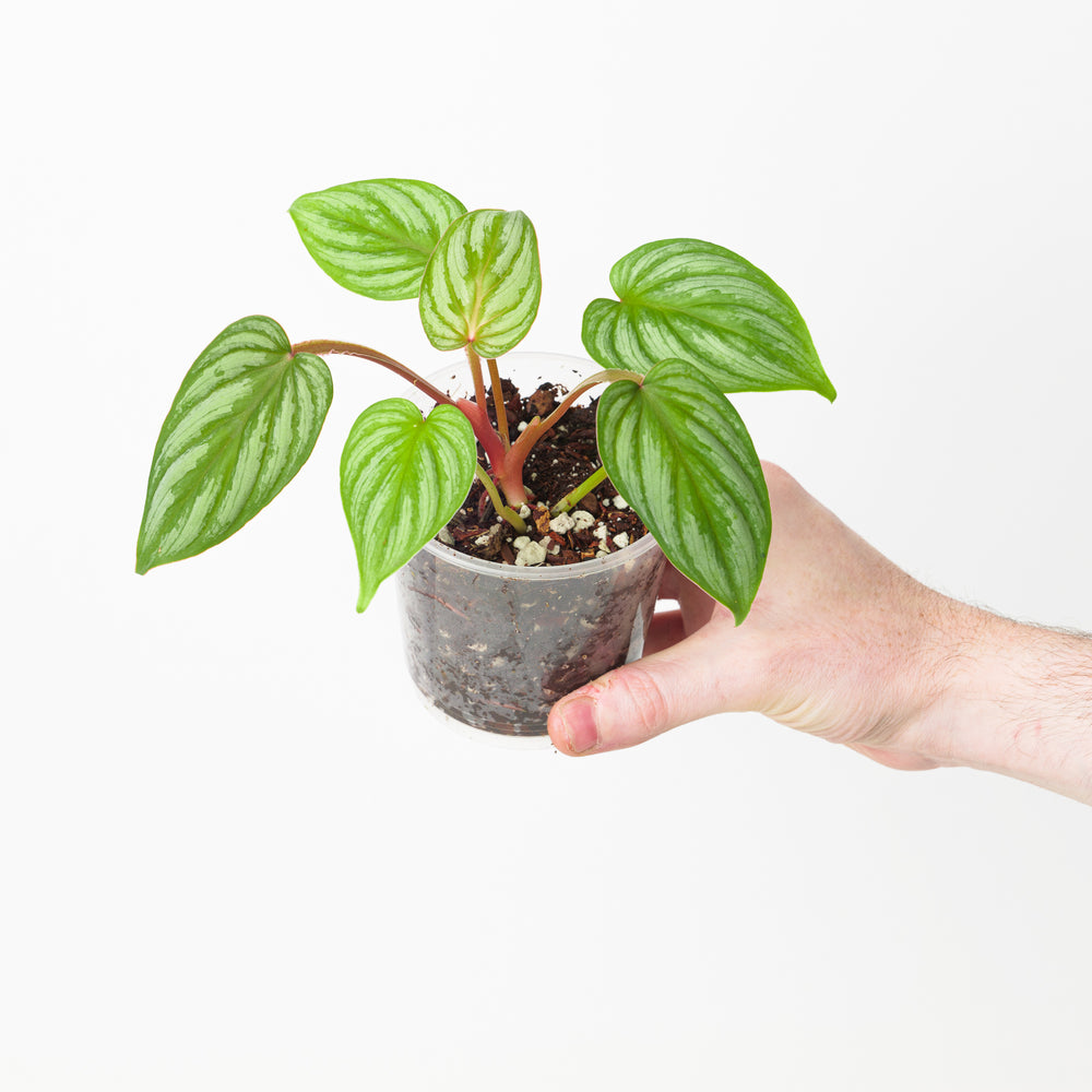 Philodendron plowmanii 'Silver' - GROW TROPICALS