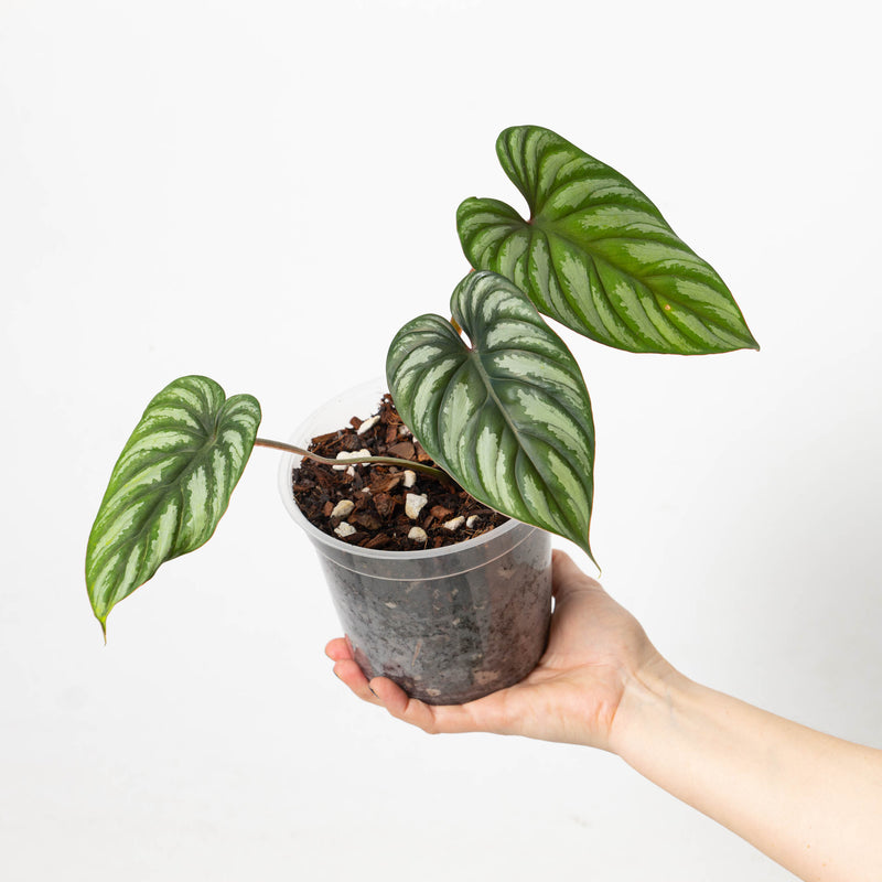 Philodendron plowmanii 'Dark' Plants GrowTropicals