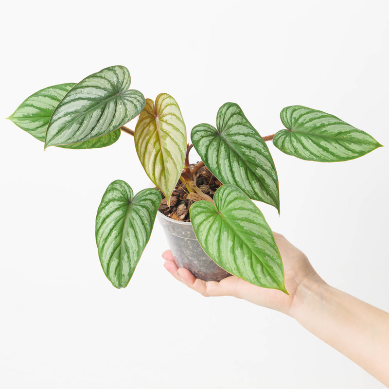Philodendron plowmanii 'Silver' 12cm Plants GrowTropicals