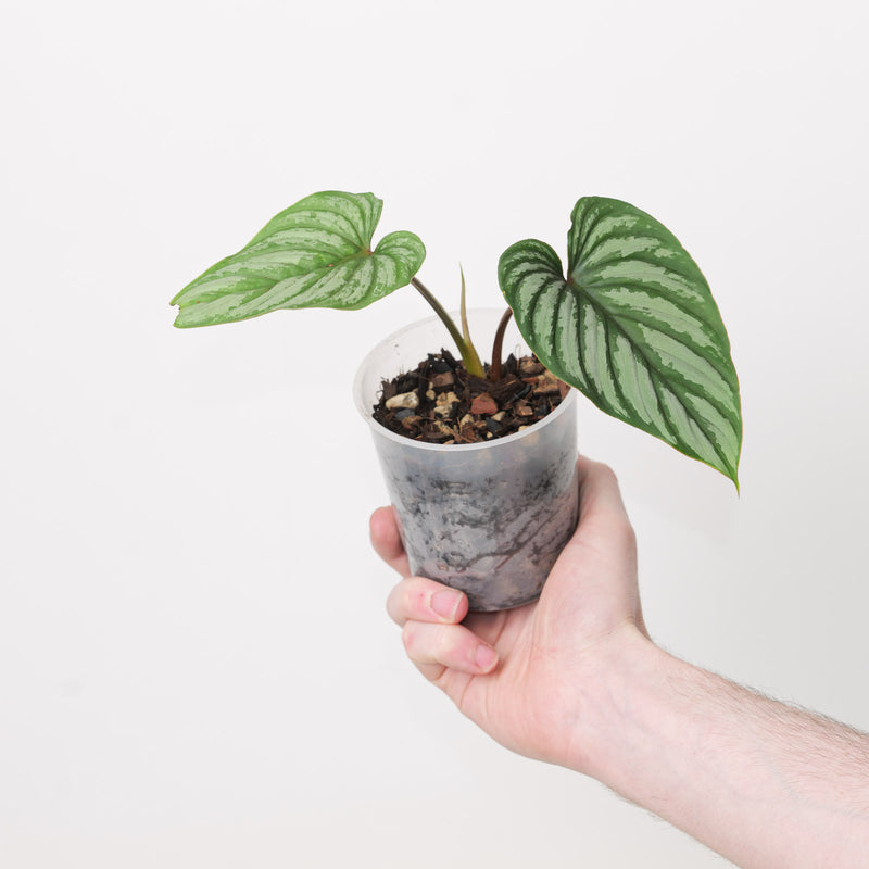 Philodendron plowmanii 'Silver' Plants GrowTropicals