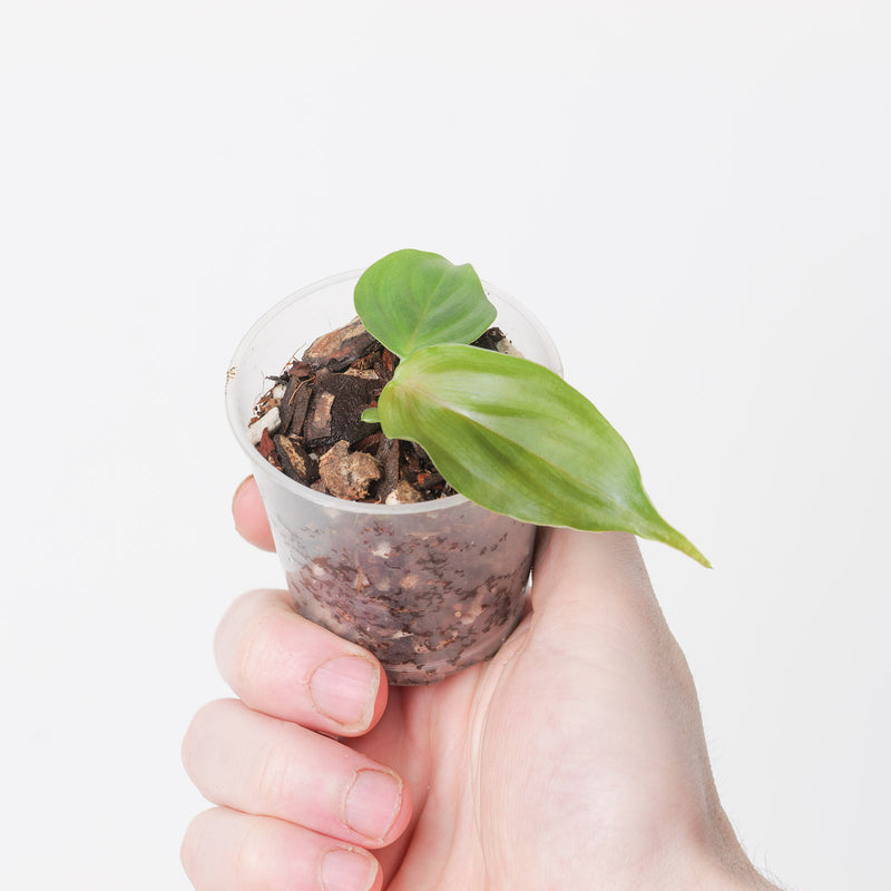 Philodendron plowmanii x tenue Plants GrowTropicals