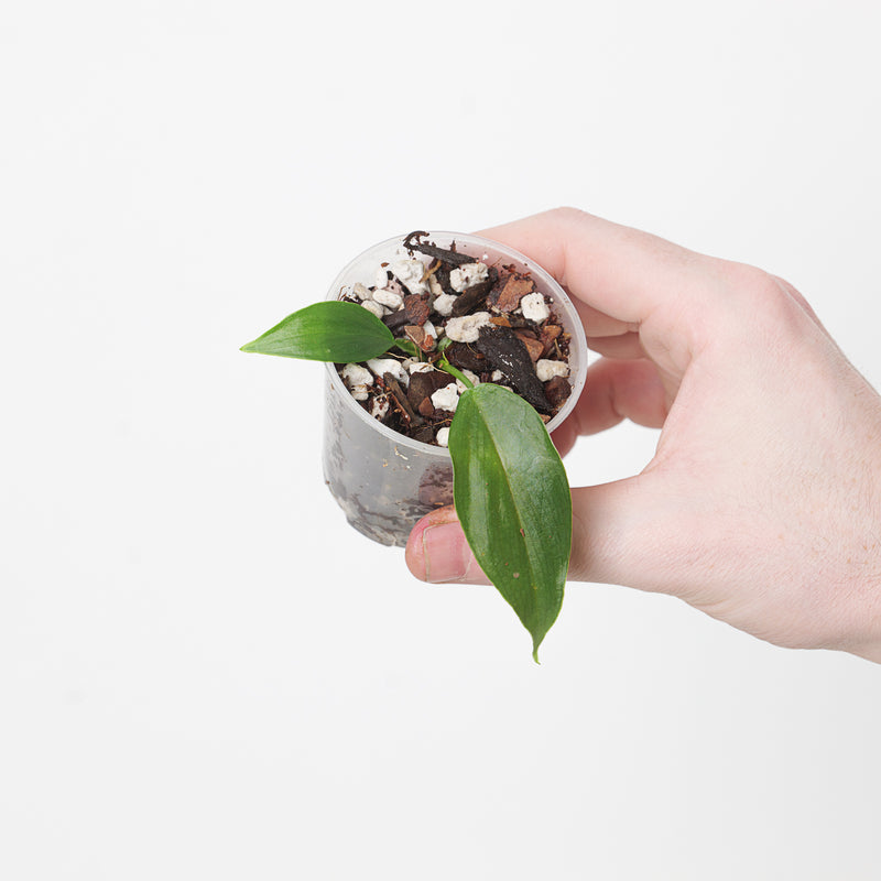 Philodendron plowmanii x tenue — 6cm