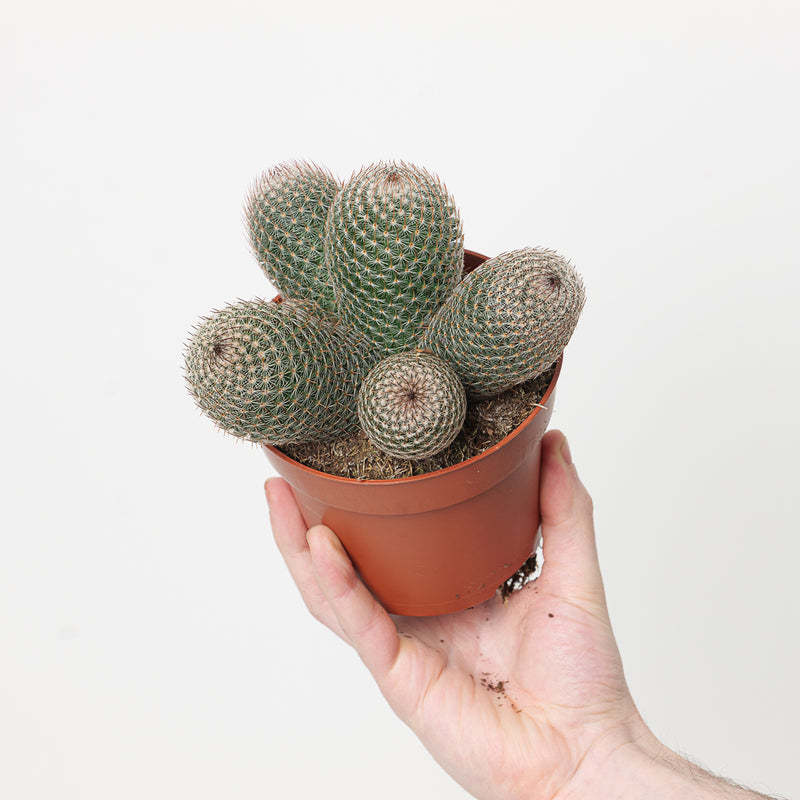 Mammillaria matudae 12cm Plants GrowTropicals