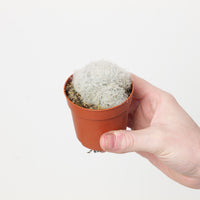 Mammillaria plumosa