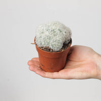 Mammillaria plumosa