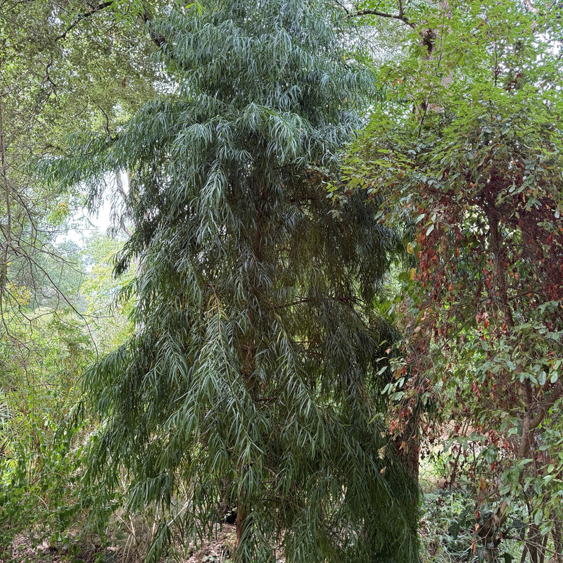 Podocarpus henkelii Plants - Outdoor GROW TROPICALS
