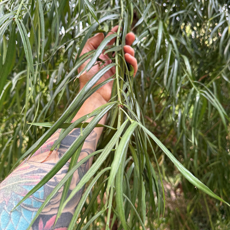 Podocarpus henkelii Plants - Outdoor GROW TROPICALS