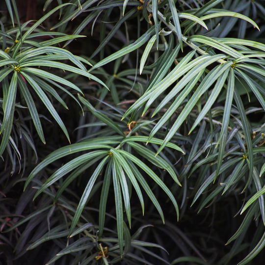 Podocarpus henkelii Plants - Outdoor GROW TROPICALS