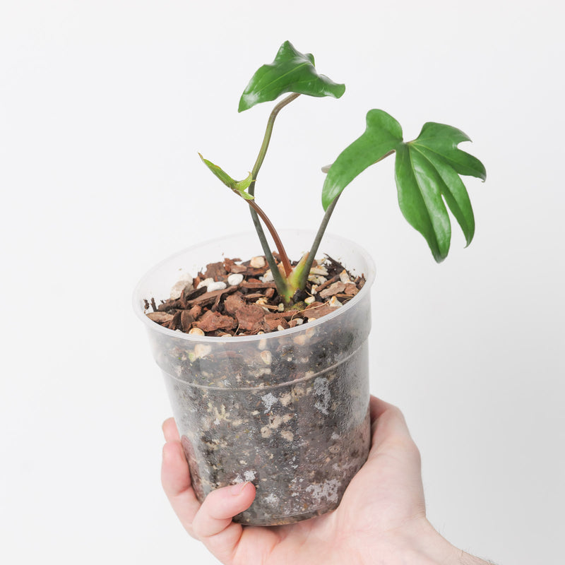 Anthurium podophyllum 'Wide Sinus' — 12cm
