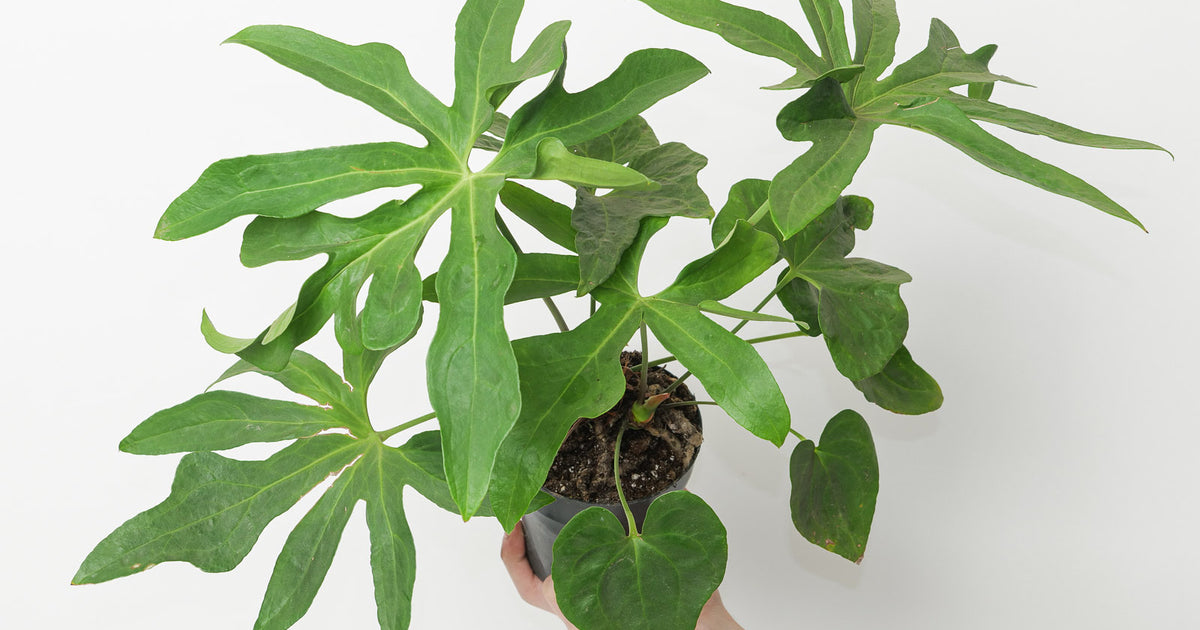 anthurium podophyllum Anthurium podophyllum | Plants