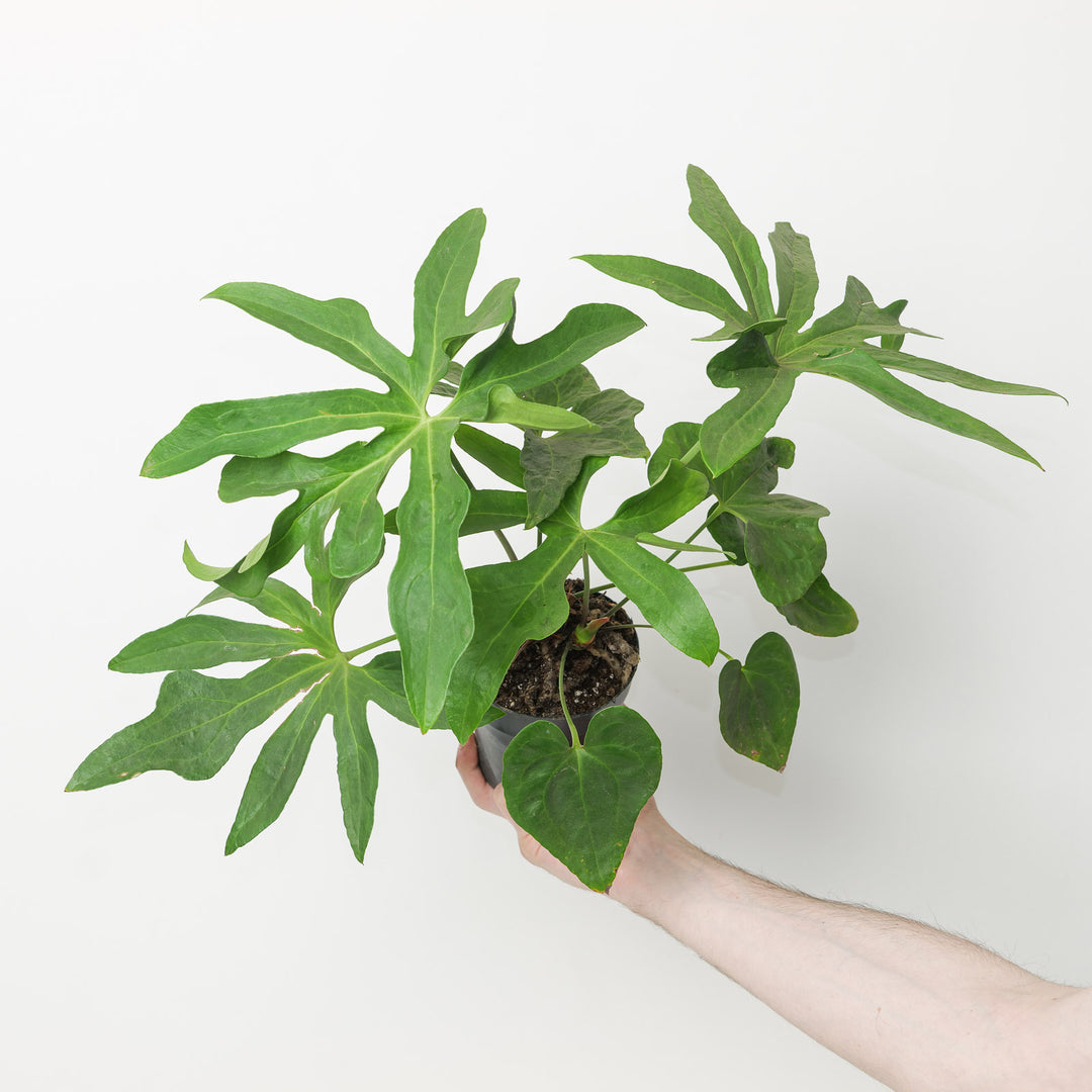 Imperfect Anthurium podophyllum 12cm (Slight imperfections) Plants GrowTropicals