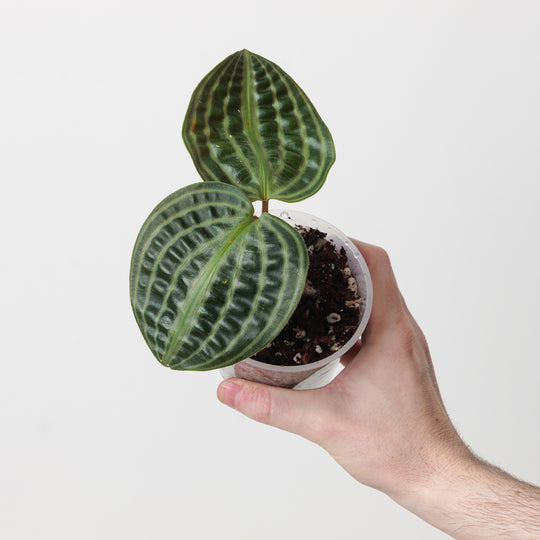 plant box ferm living sale Ferm Living - Plant Box