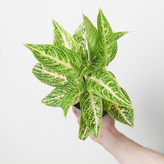 Aglaonema 'Polar Springtime'