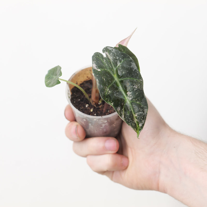 Alocasia Polly Snowflake (Acclimated)