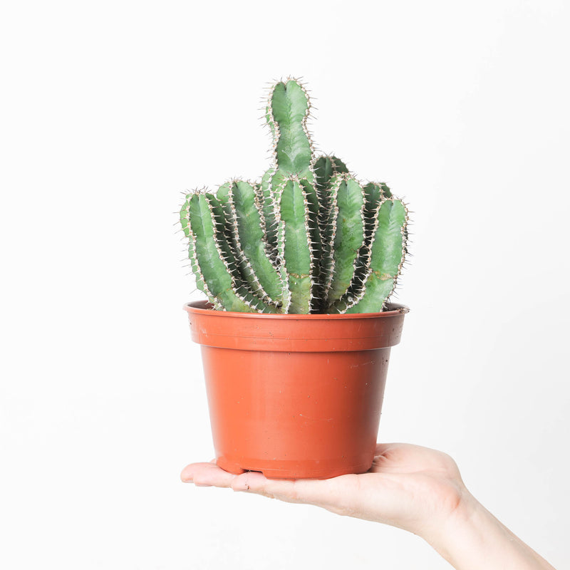 Euphorbia polyacantha 15cm Plants GrowTropicals