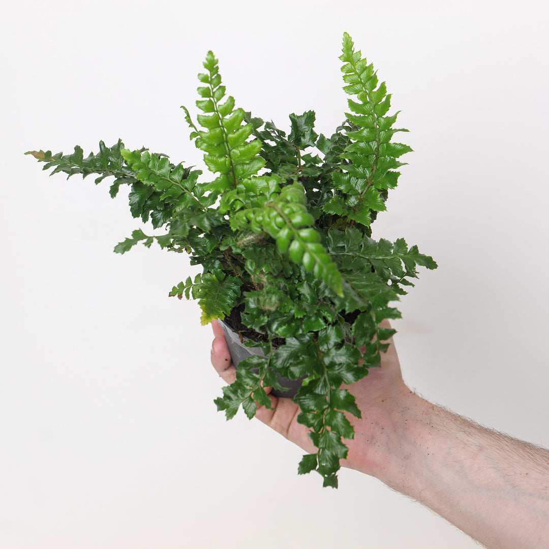 Polystichum polyblepharum 11cm / 0.75L Plants - Outdoor GROW TROPICALS
