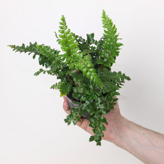 Polystichum polyblepharum 11cm / 0.75L Plants - Outdoor GROW TROPICALS