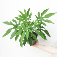 Fatsia polycarpa 'Green Fingers'
