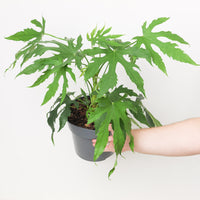 Fatsia polycarpa 'Needham's Lace'