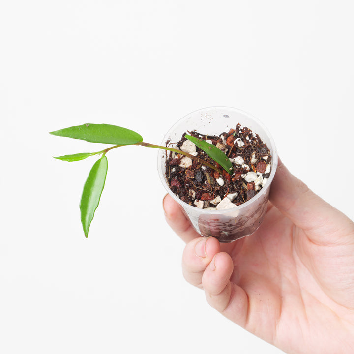 Begonia polygonoides 6cm Plants GrowTropicals