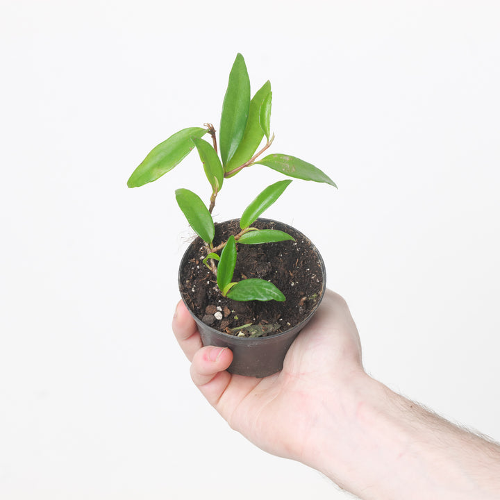 Begonia polygonoides 9cm Plants GrowTropicals