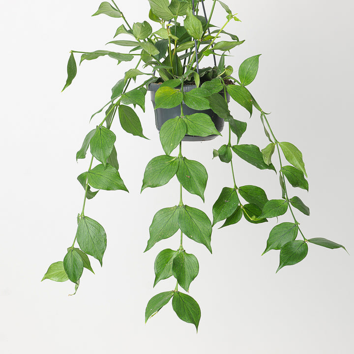 Imperfect Hoya polyneura Plants GrowTropicals