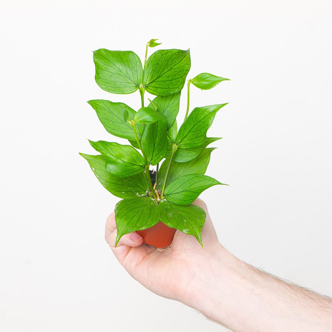 Hoya polyneura 6cm Plants GrowTropicals