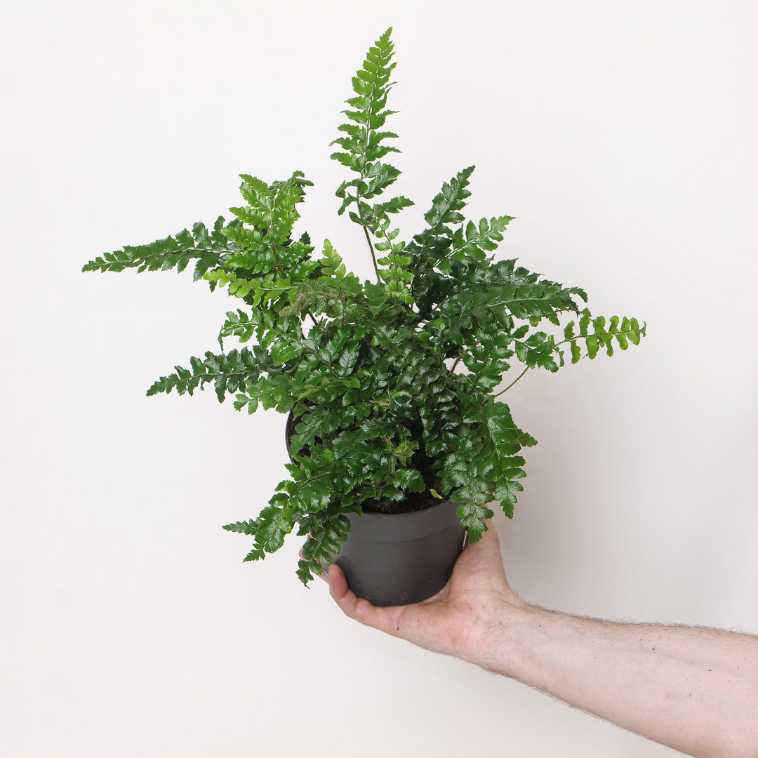 Polystichum polyblepharum 15cm / 1.5L Plants - Outdoor GROW TROPICALS