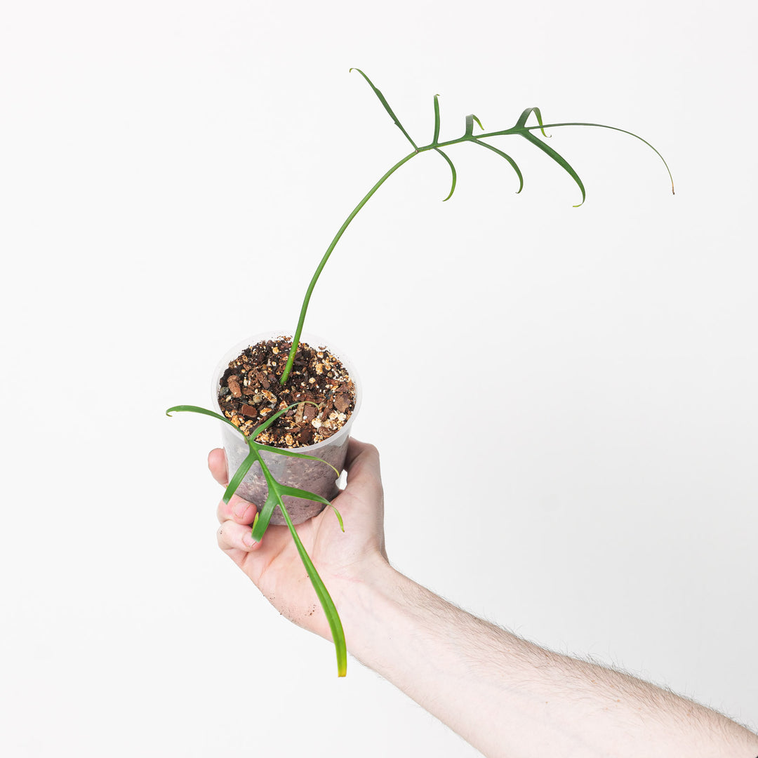 philodendron polypodioides for sale Philodendron polypodioides | Plants