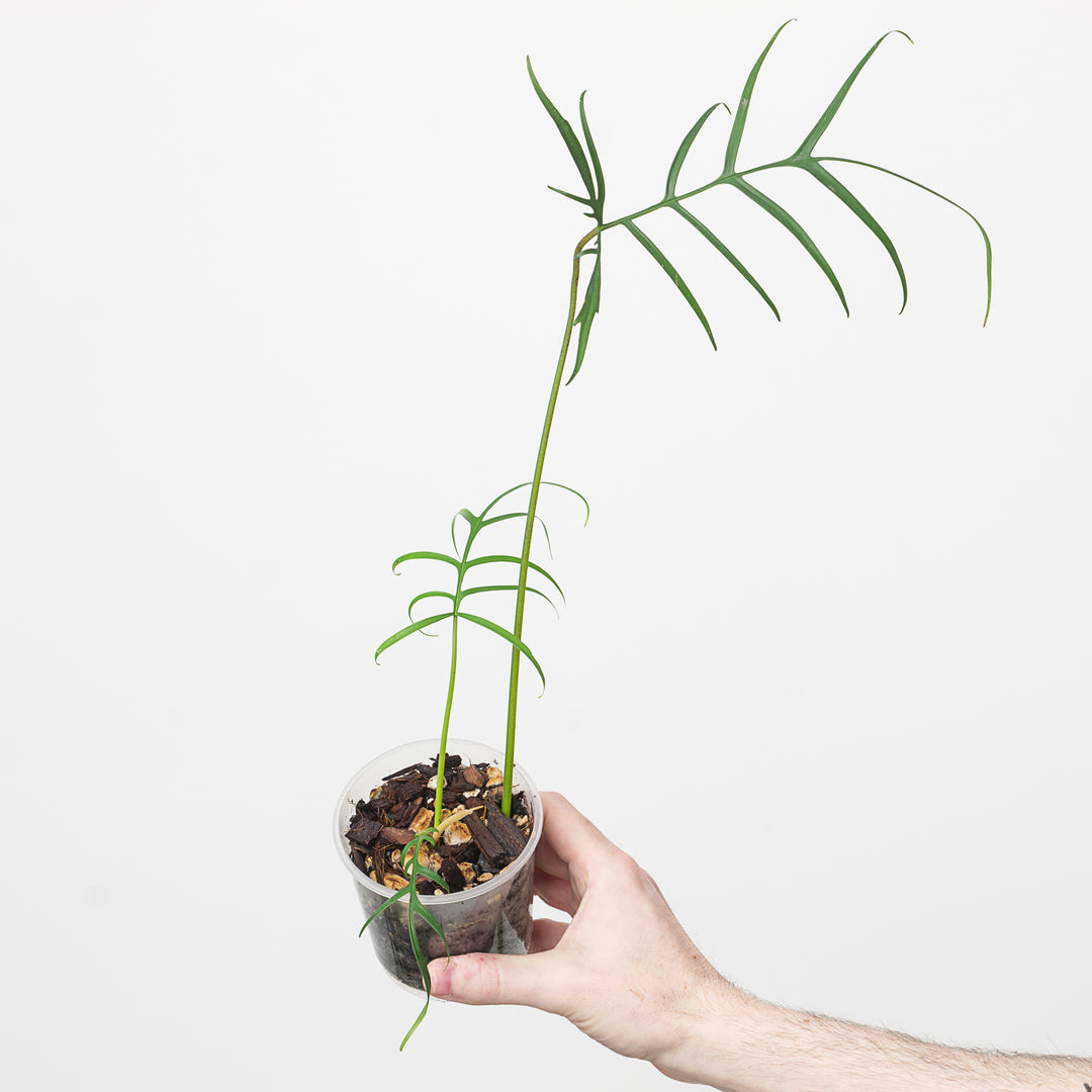 philodendron polypodioides tortum Philodendron polypodioides