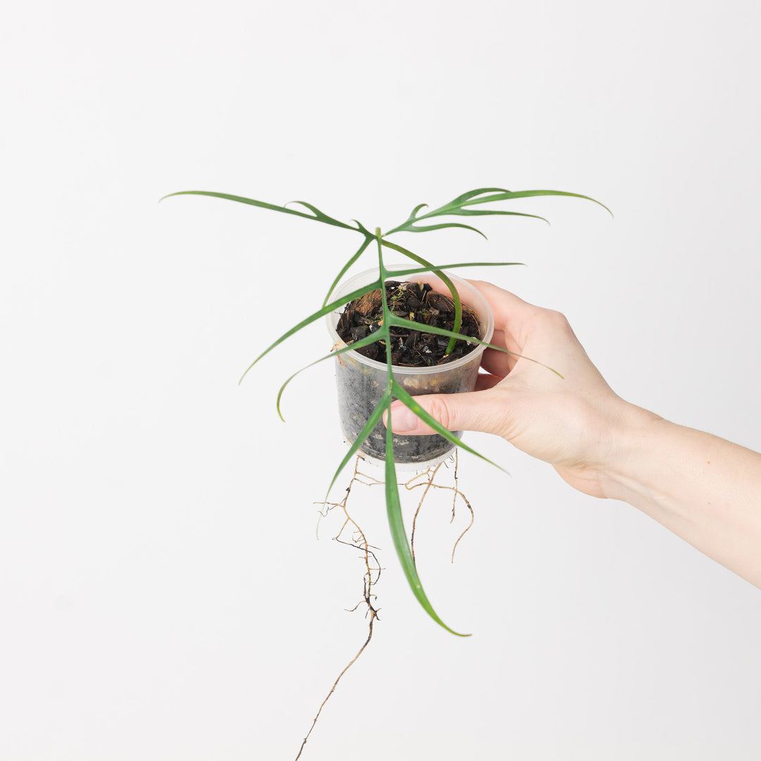 philodendron polypodioides care Philodendron polypodioides